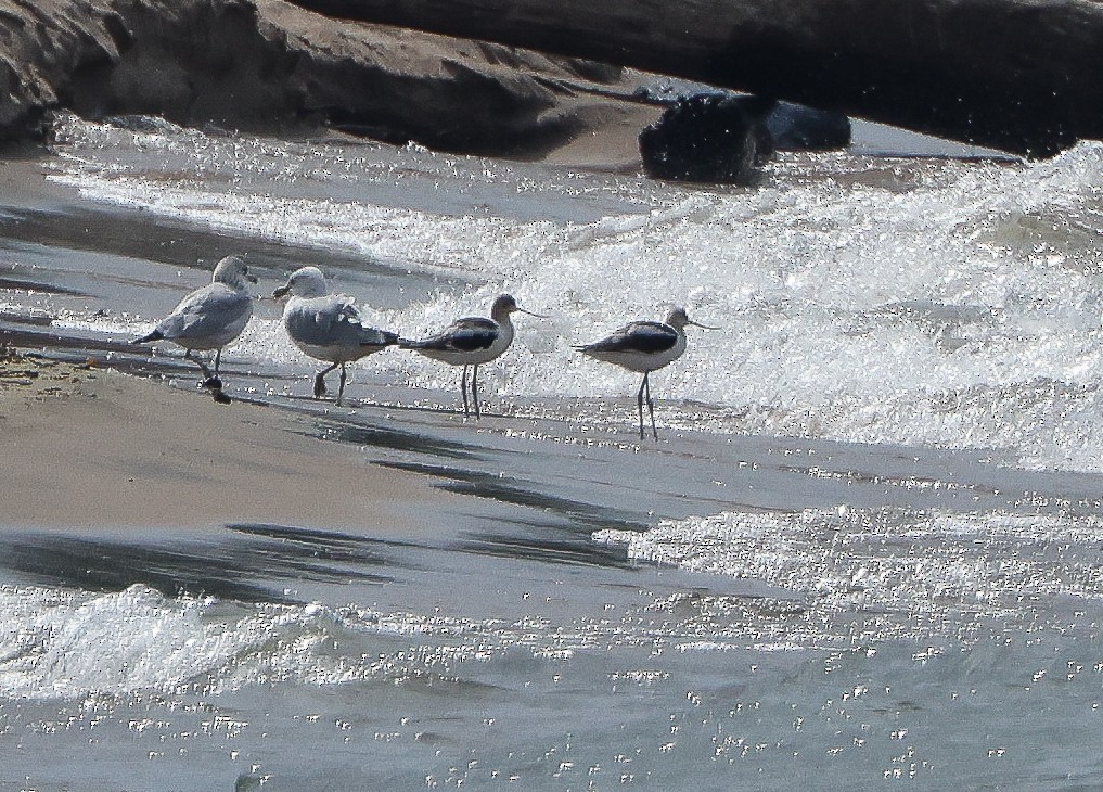 American Avocet - ML640240157