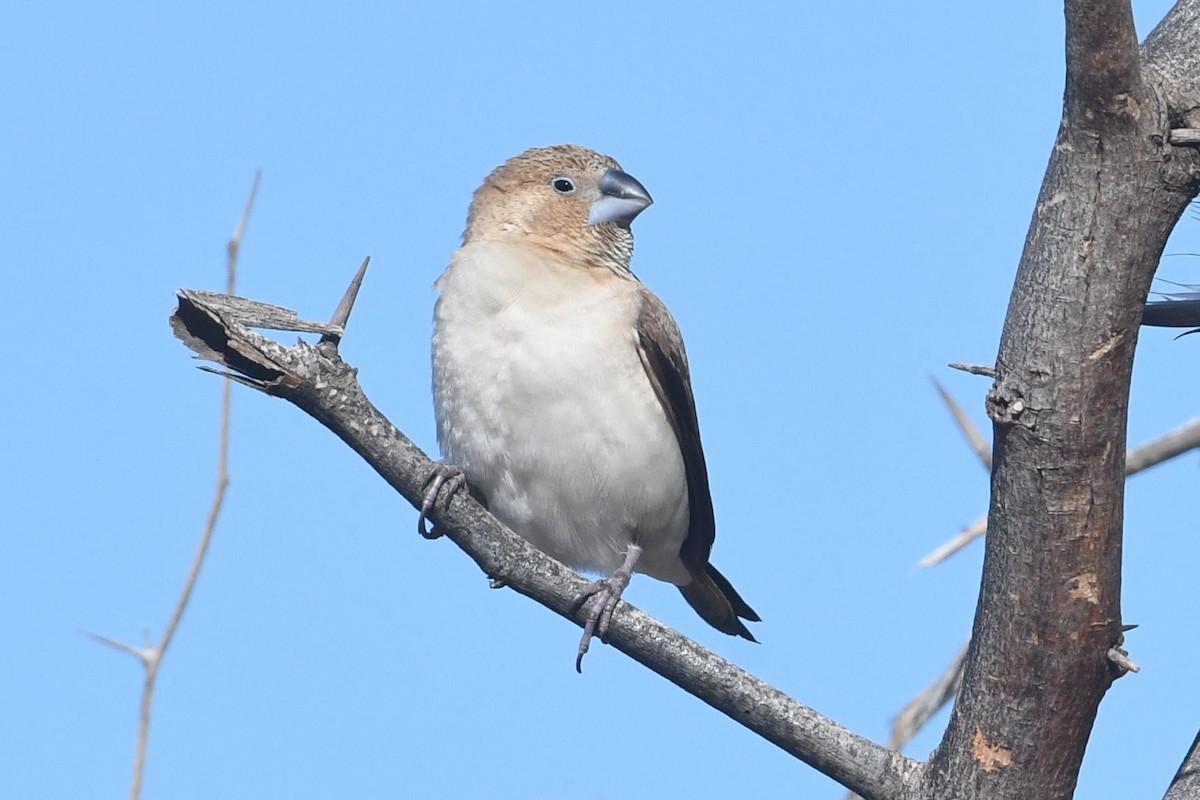 Capuchino Picoplata Africano - ML640240226