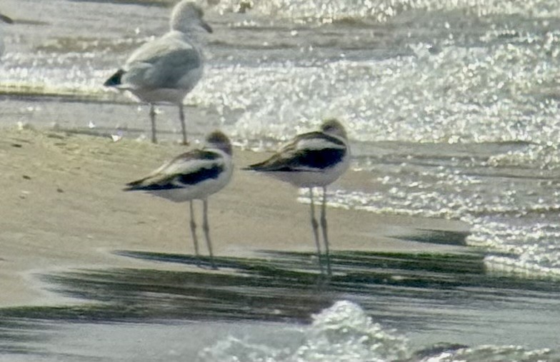 American Avocet - ML640240236