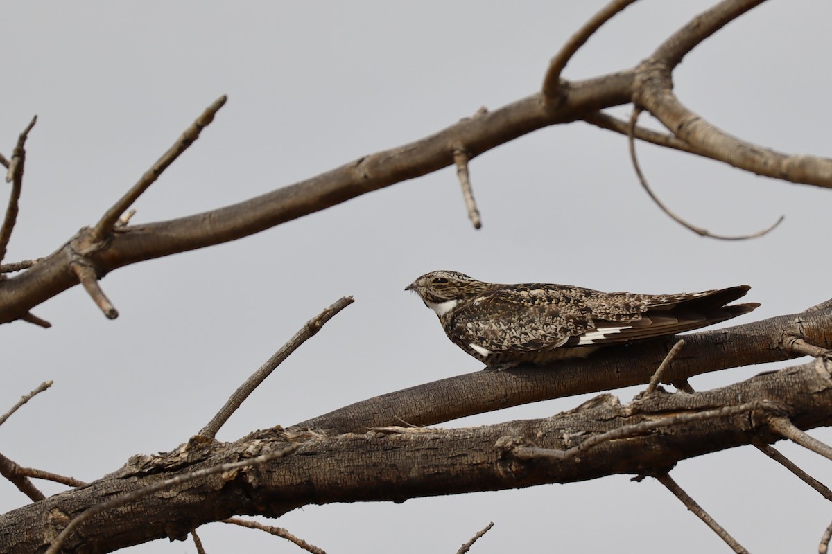 Common Nighthawk - ML640240250