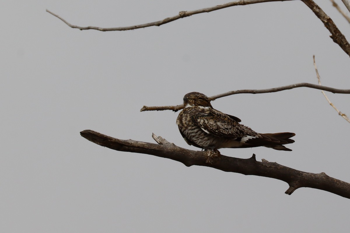 Common Nighthawk - ML640240251