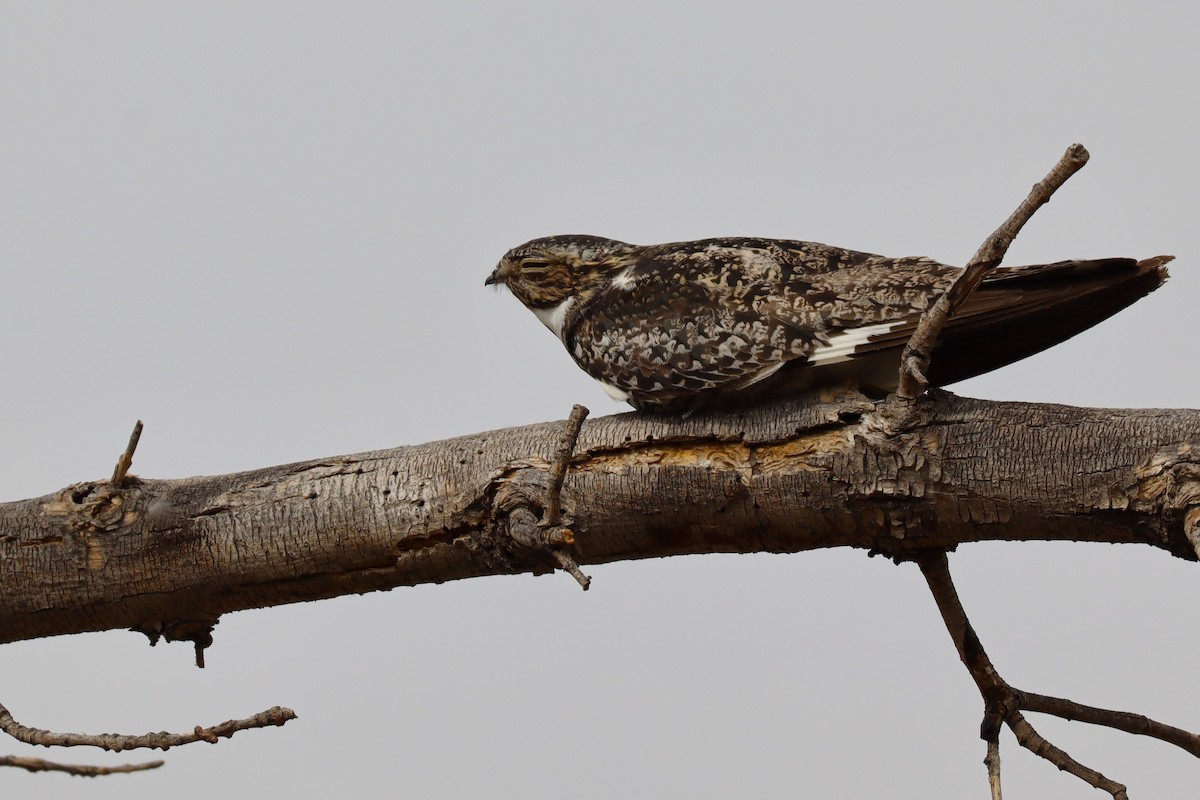 Common Nighthawk - ML640240252