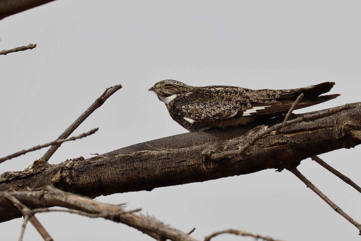 Common Nighthawk - ML640240253