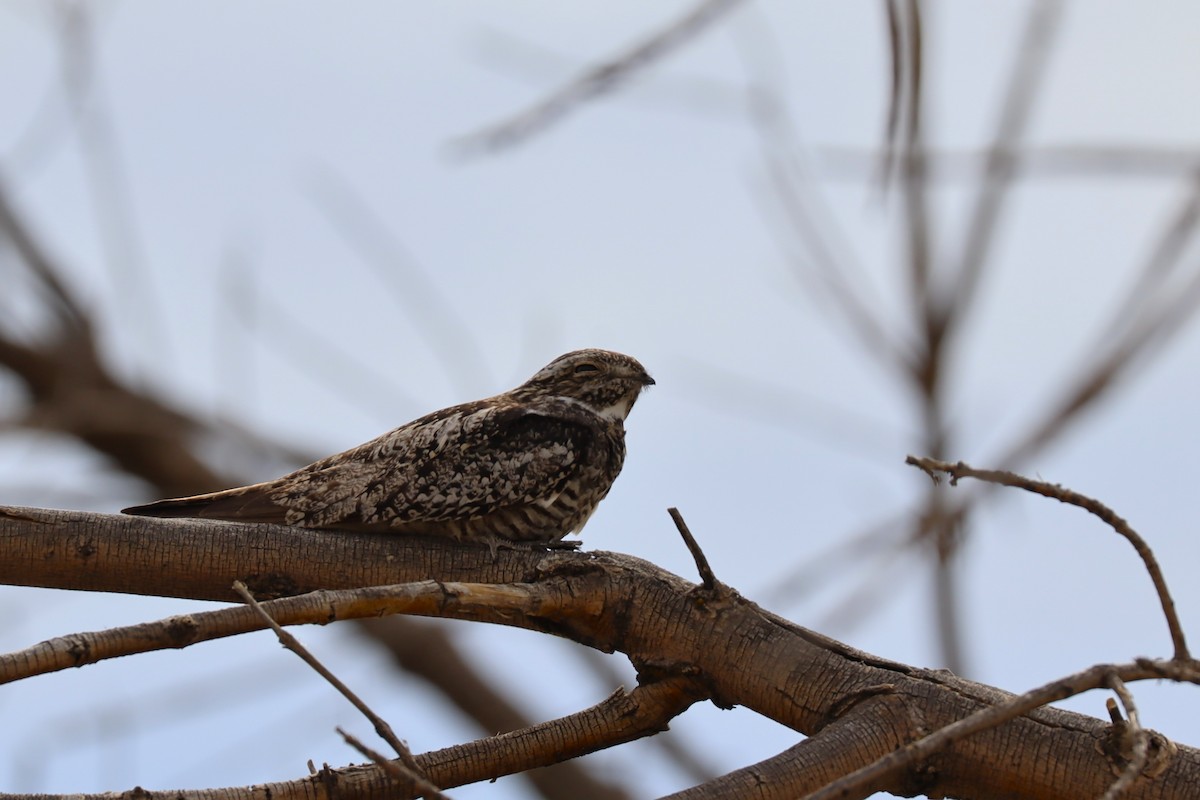 Common Nighthawk - ML640240255
