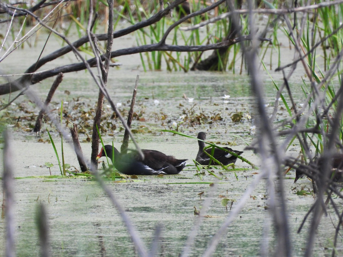 Common Gallinule - ML640240311