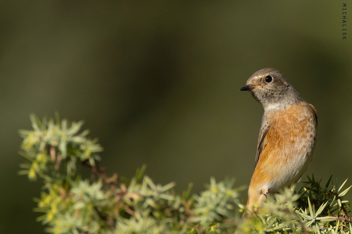 Common Redstart - ML640240336