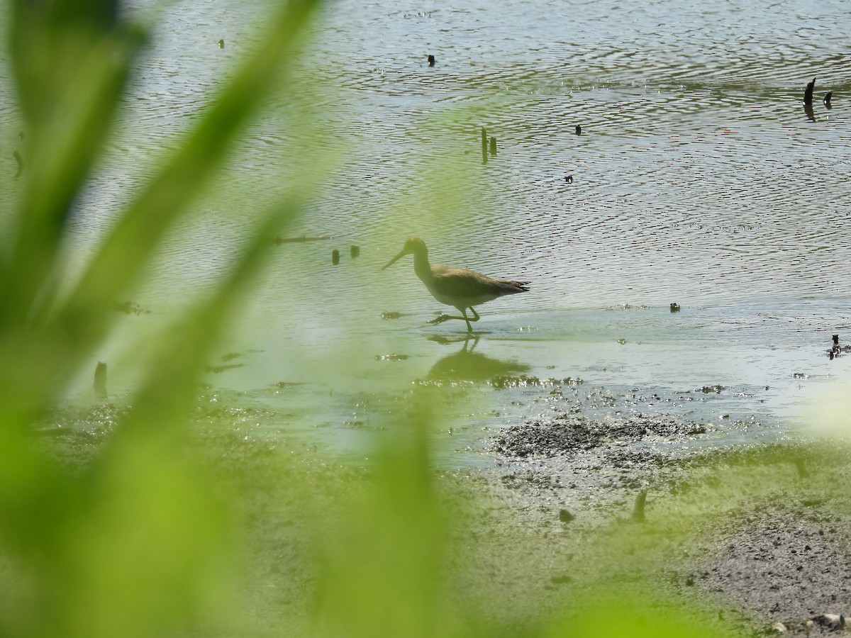 Willet - ML640240443