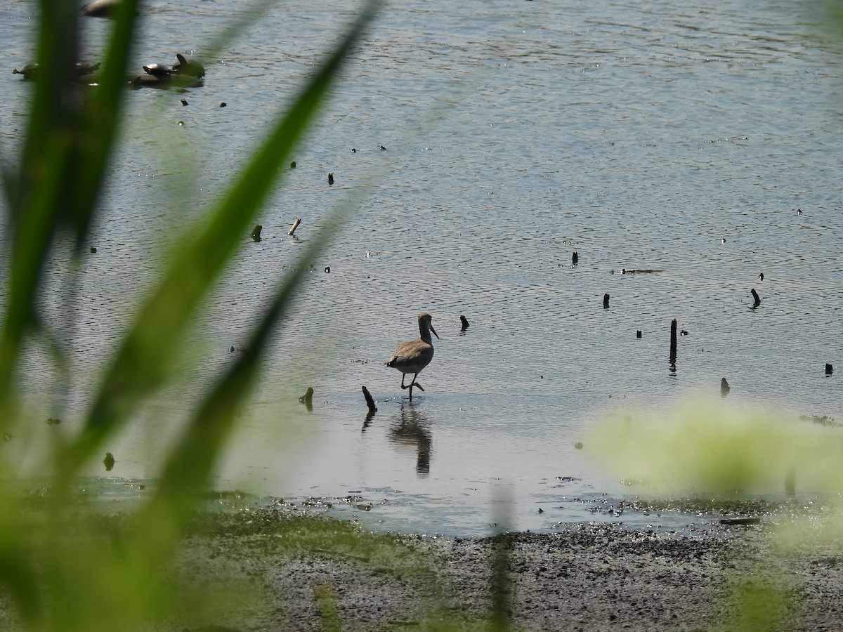 Willet - ML640240448