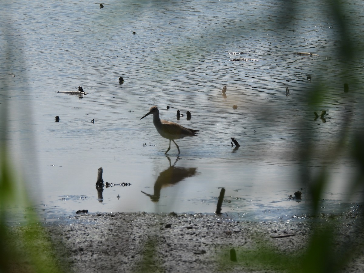Willet - ML640240457