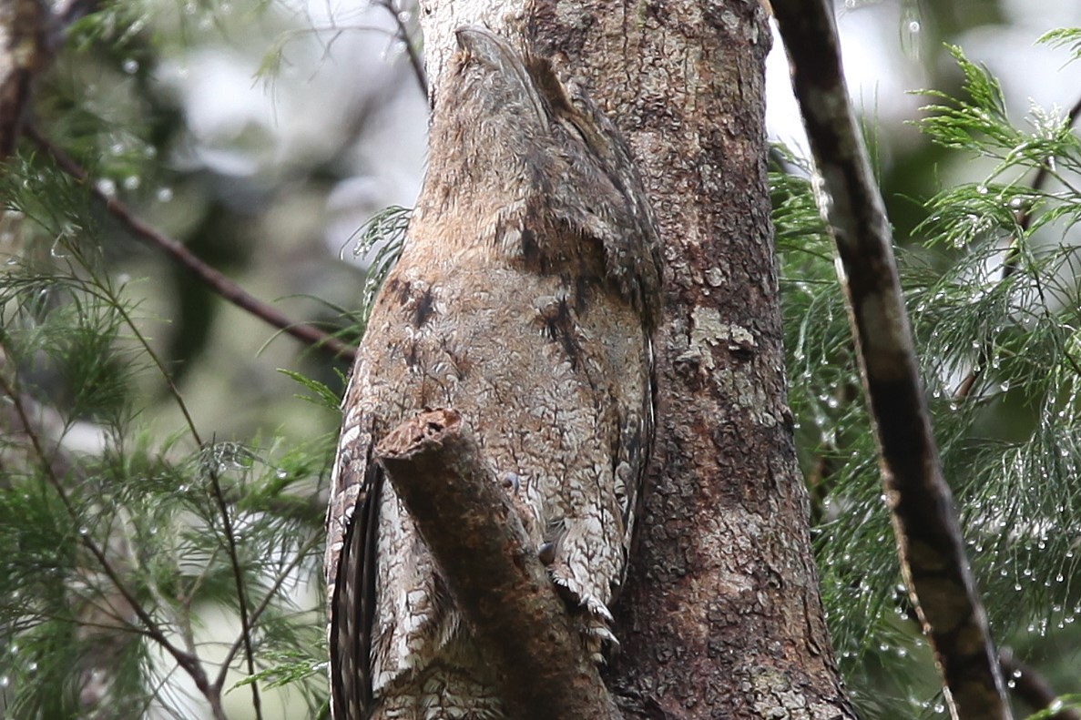 marmorfroskemunn (ocellatus gr.) - ML640240477