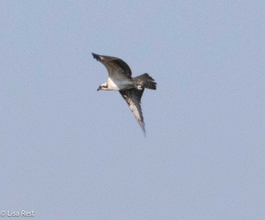 Osprey - ML640240506