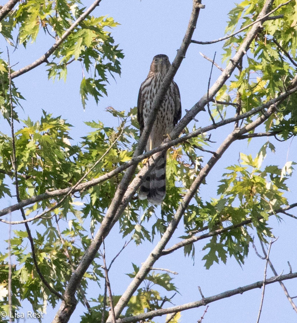 Cooper's Hawk - ML640240518