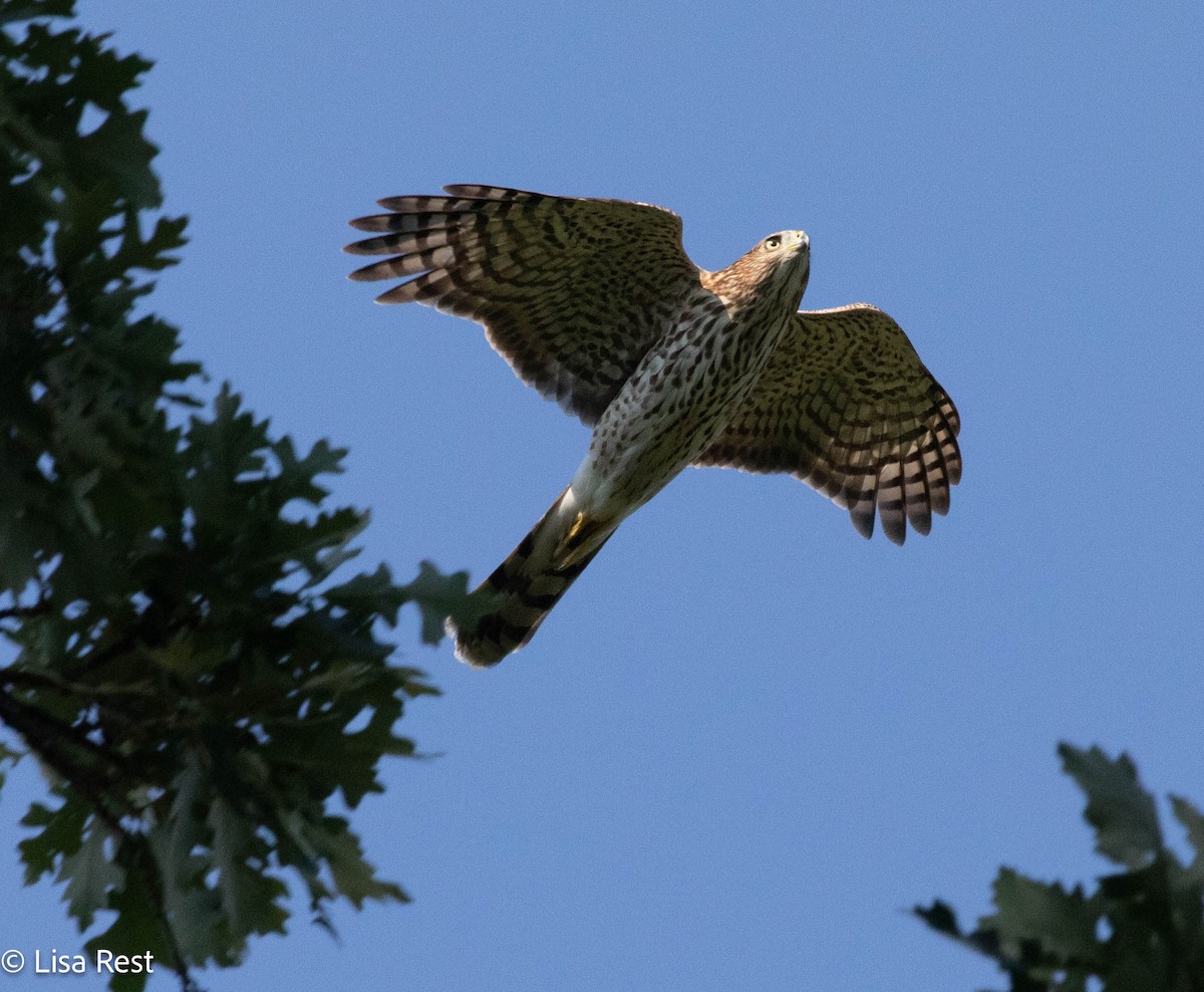 Cooper's Hawk - ML640240519