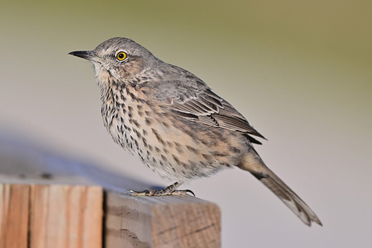 Sage Thrasher - ML640240535
