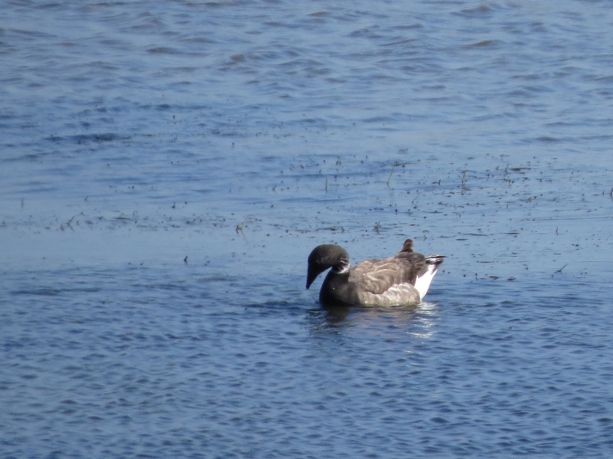 Brant - ML640240543