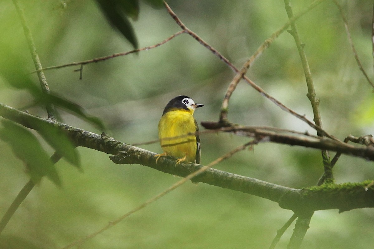 White-faced Robin - ML640240544