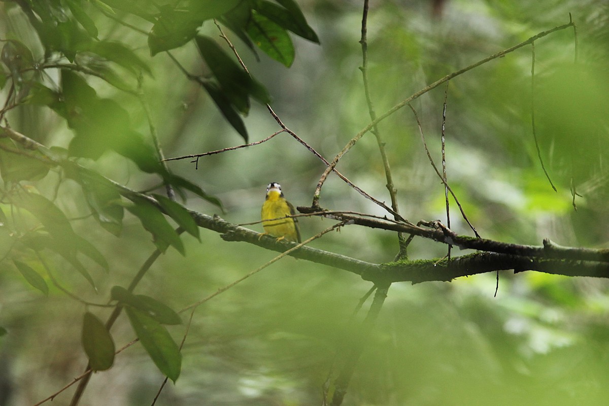 White-faced Robin - ML640240545