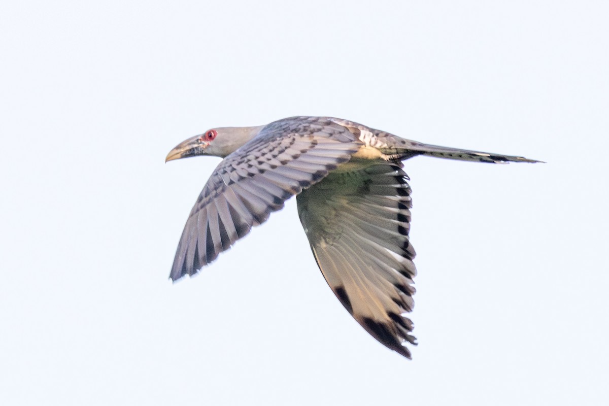 Channel-billed Cuckoo - ML640240567