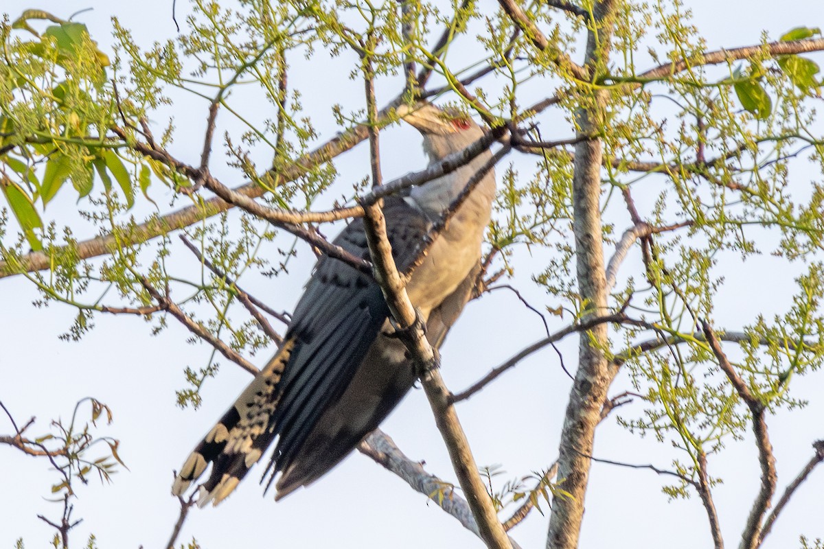 Channel-billed Cuckoo - ML640240568