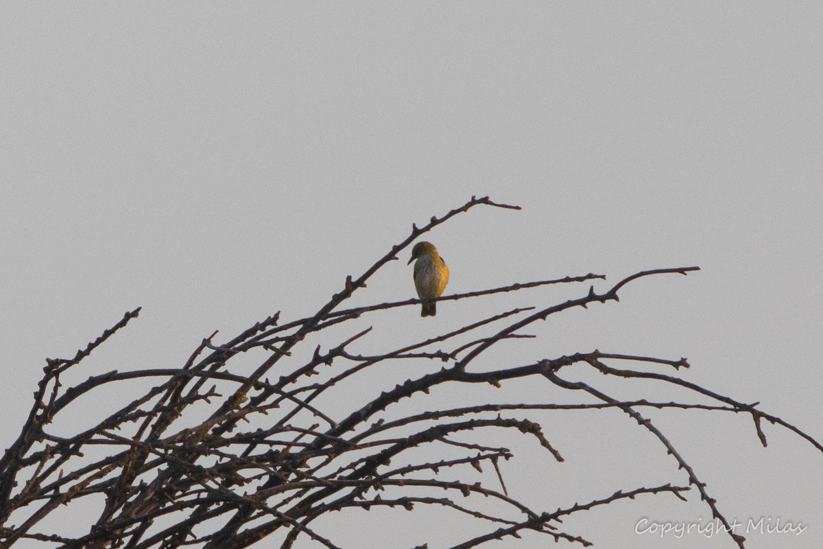 Eurasian Golden Oriole - ML640240575