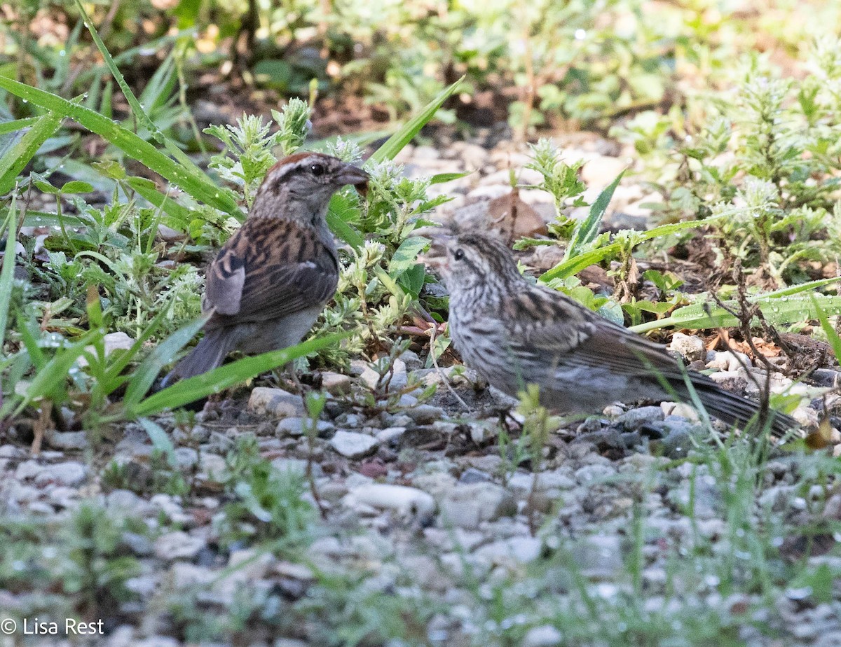 Chipping Sparrow - ML640240584