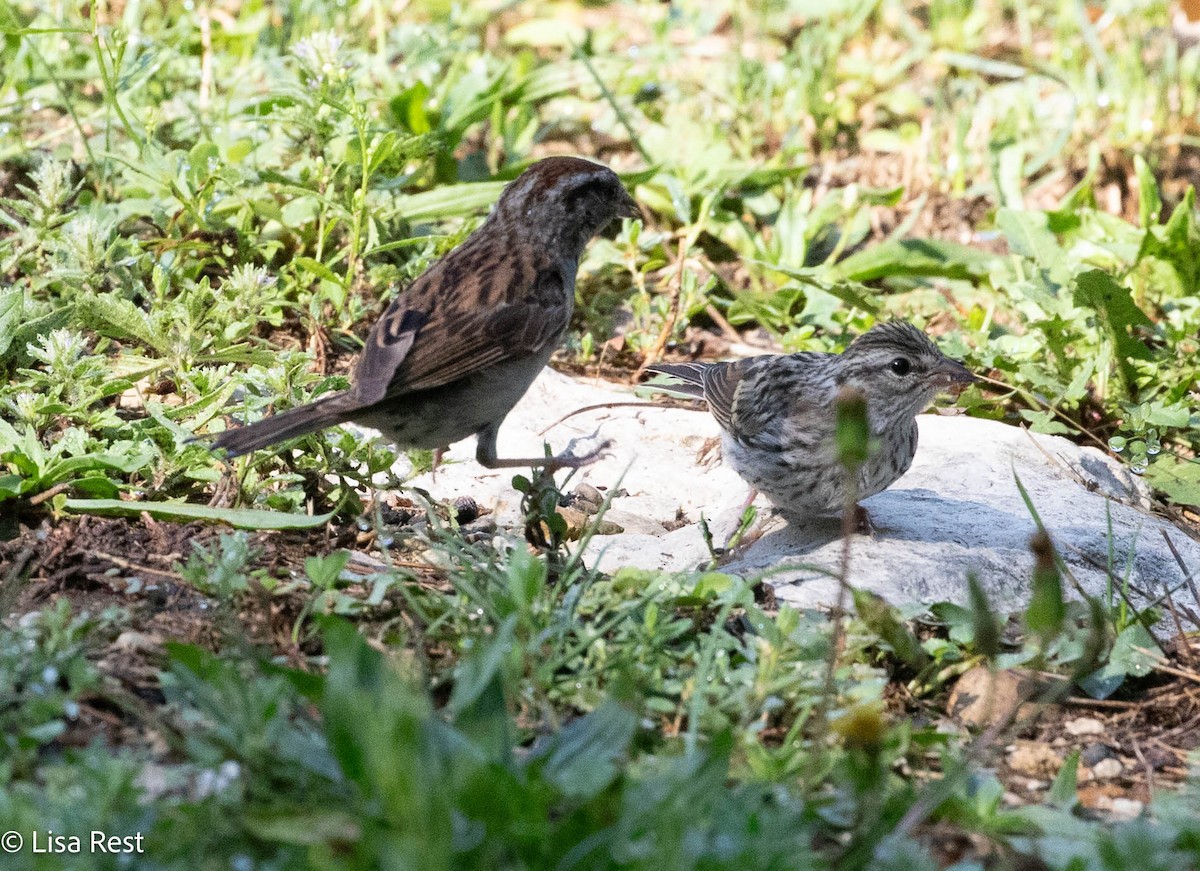 Chipping Sparrow - ML640240585