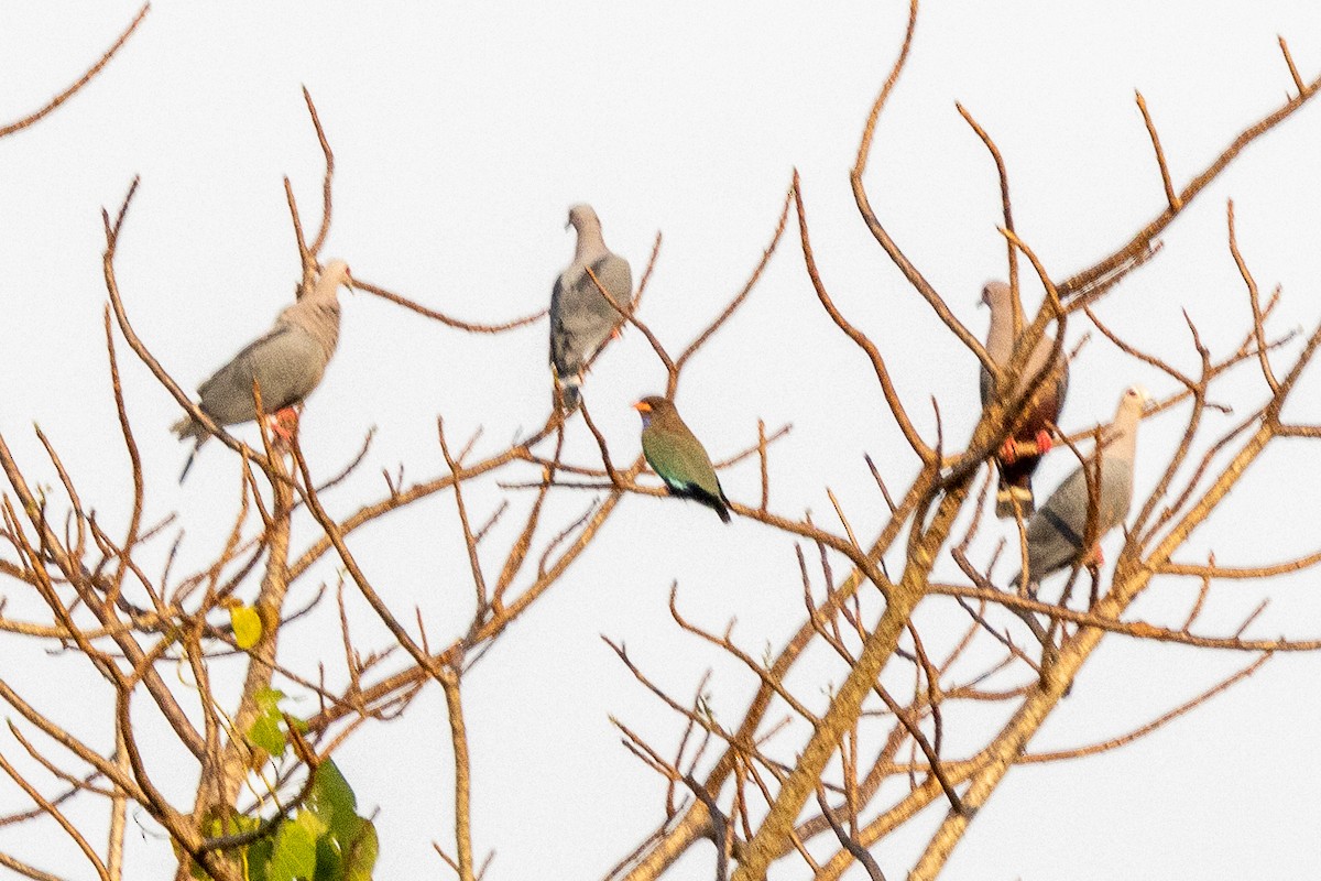 Pinon's Imperial-Pigeon - ML640240600
