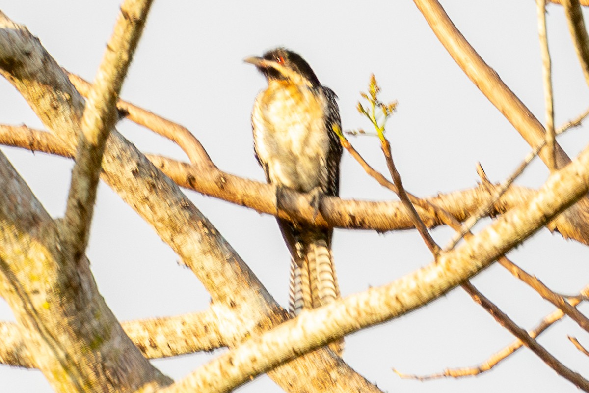 grånebbkoel - ML640240629