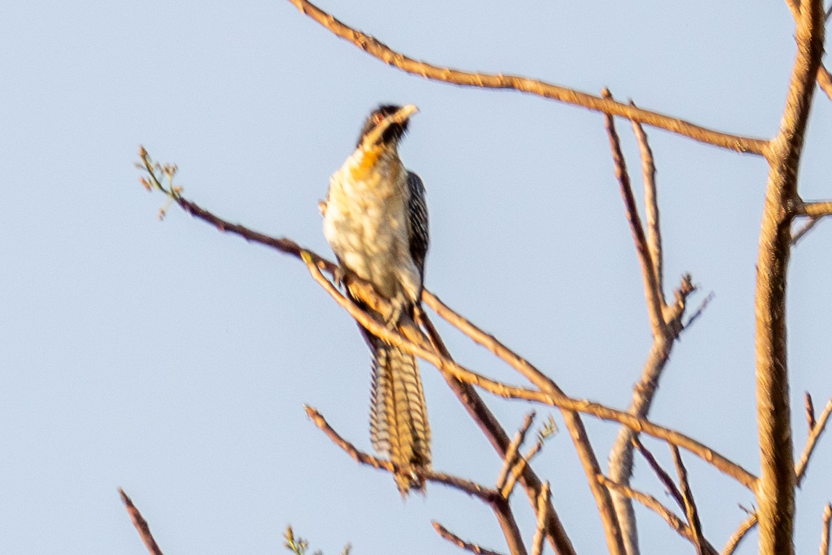 grånebbkoel - ML640240630
