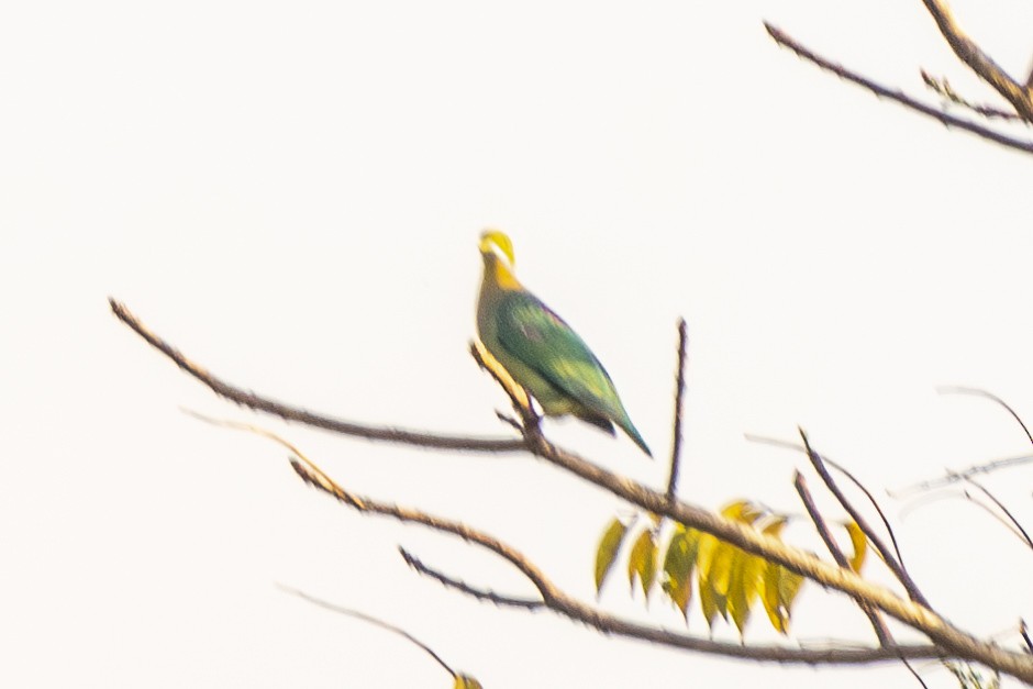 Pink-spotted Fruit-Dove - ML640240634