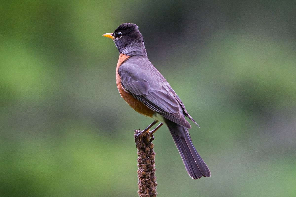 American Robin - ML640240668