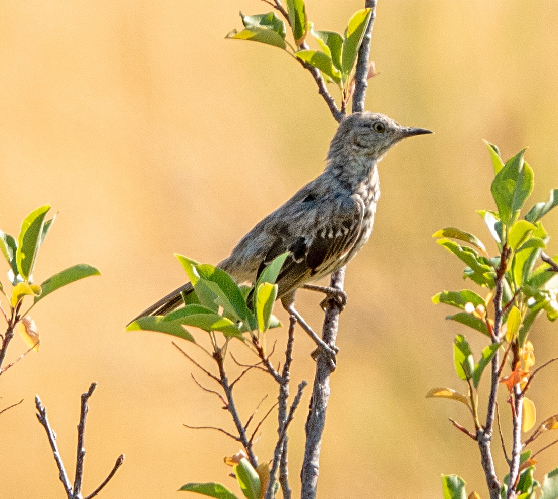 Sage Thrasher - ML640240691