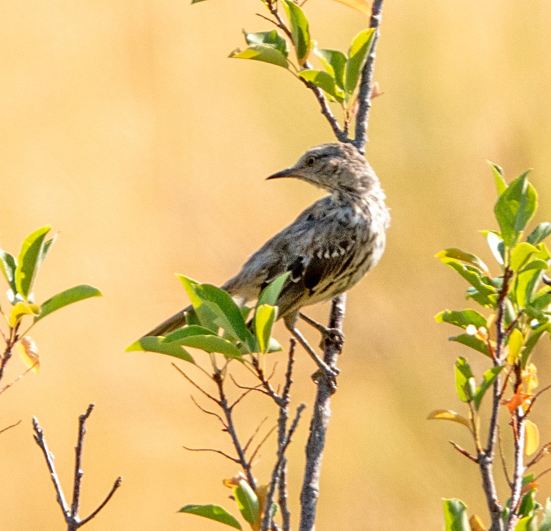Sage Thrasher - ML640240692