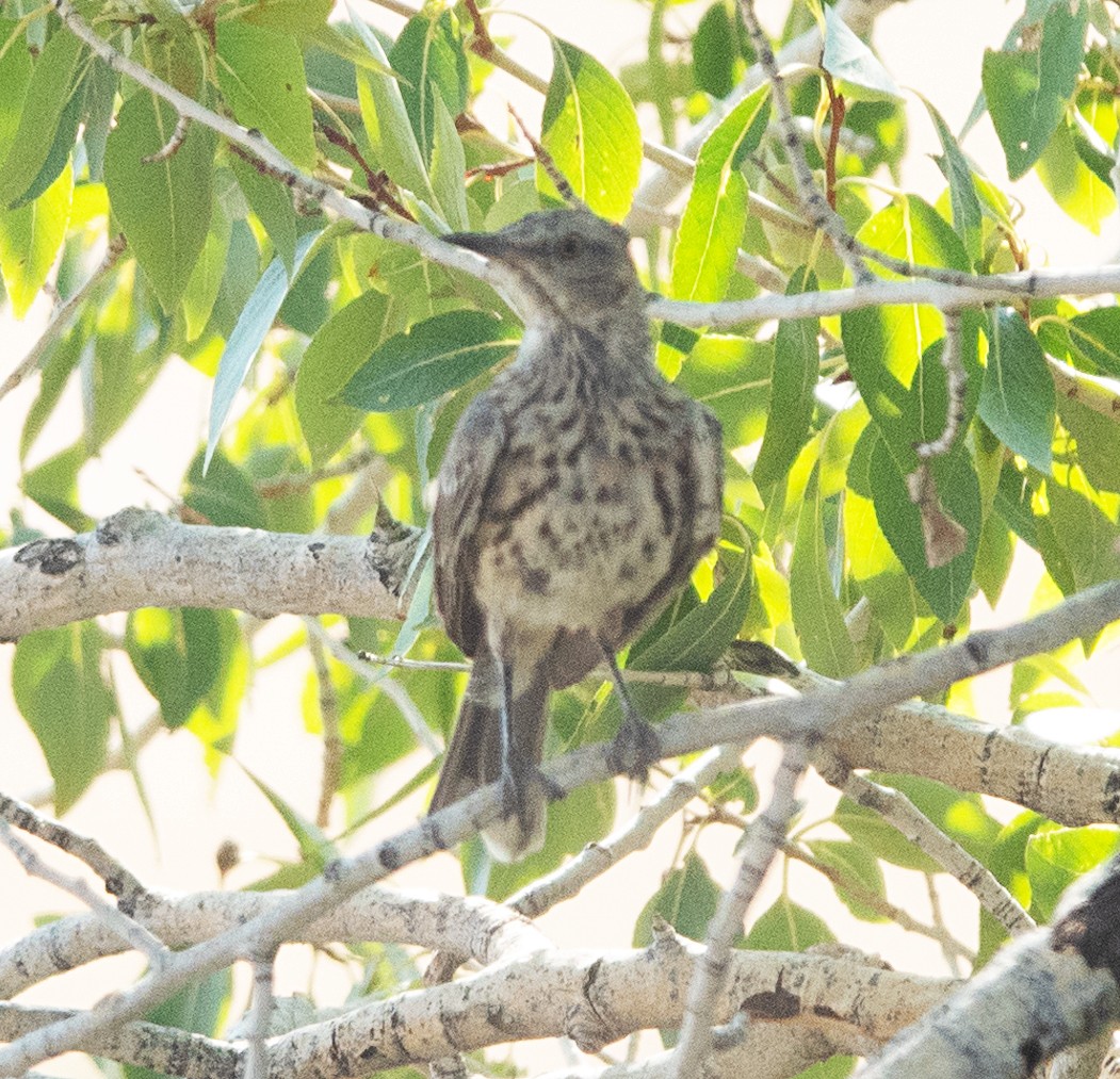 Sage Thrasher - ML640240693
