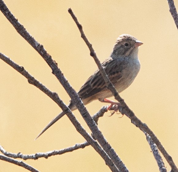Brewer's Sparrow - ML640240729