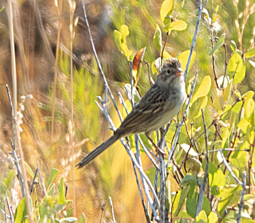 Brewer's Sparrow - ML640240730
