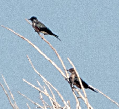 Lewis's Woodpecker - ML640240749