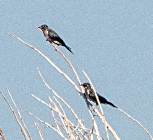 Lewis's Woodpecker - ML640240750