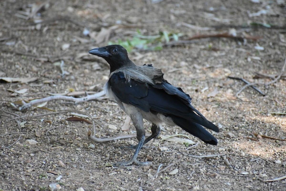 Hooded Crow - ML640240873