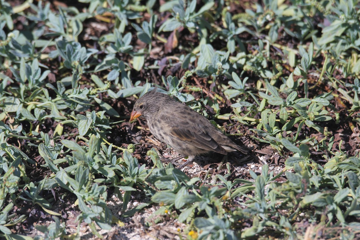 Small Ground-Finch - ML640240932