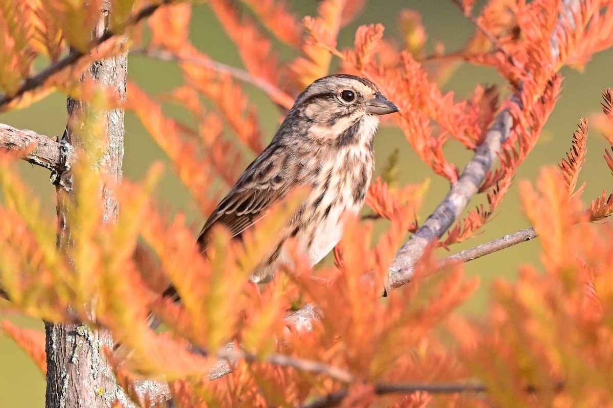Song Sparrow - ML640241002