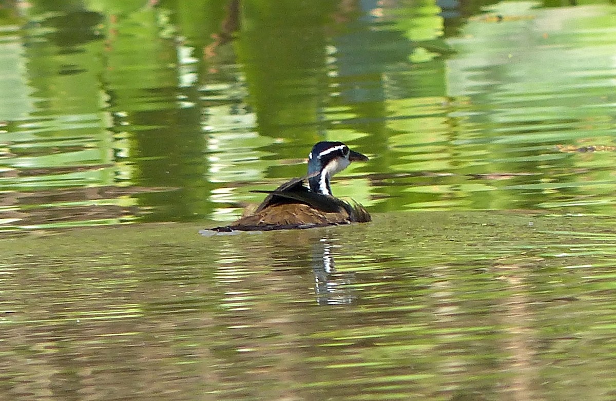 Sungrebe - ML640241050