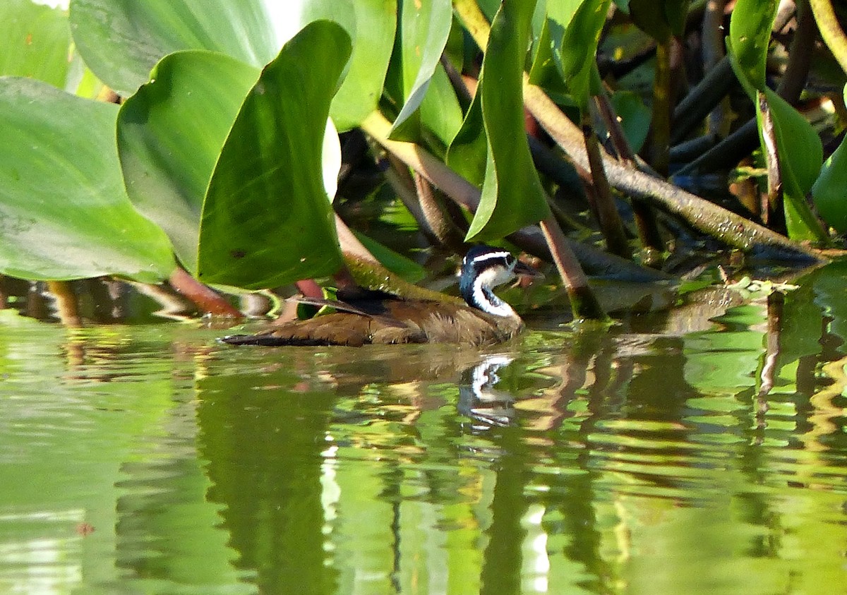 Sungrebe - ML640241052