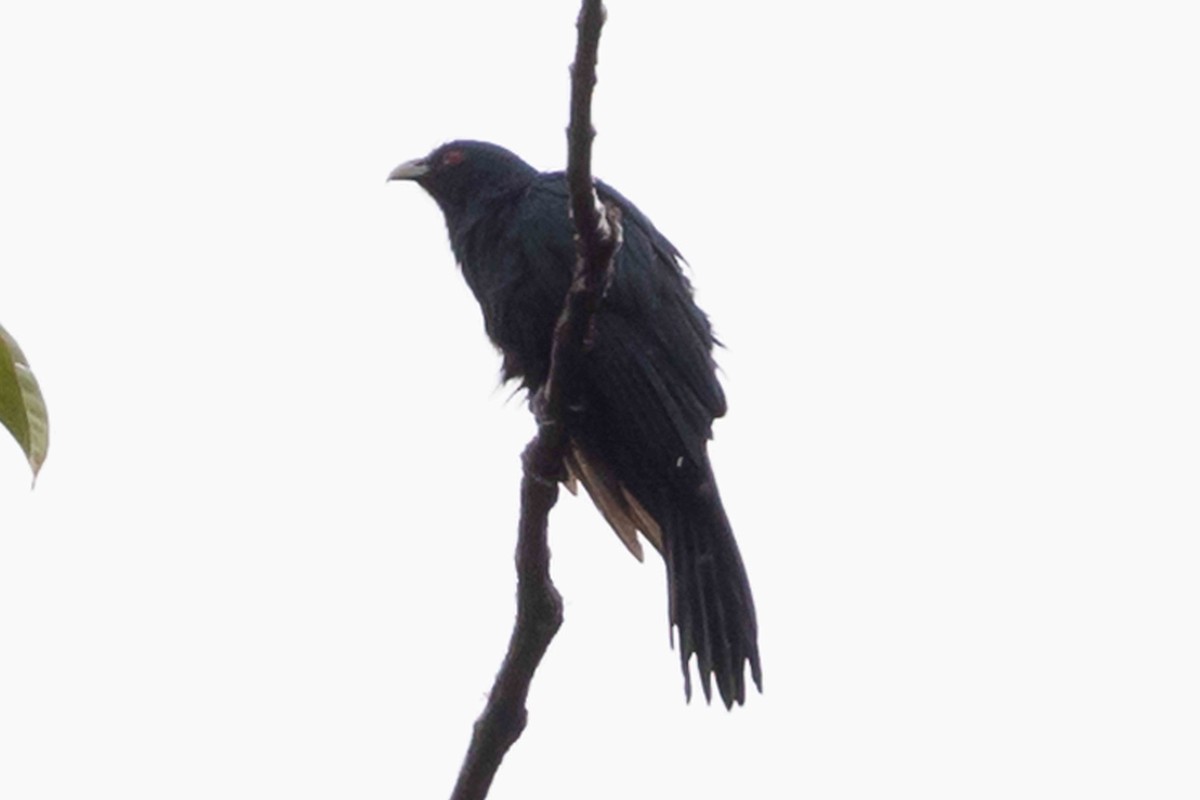 grånebbkoel - ML640241112