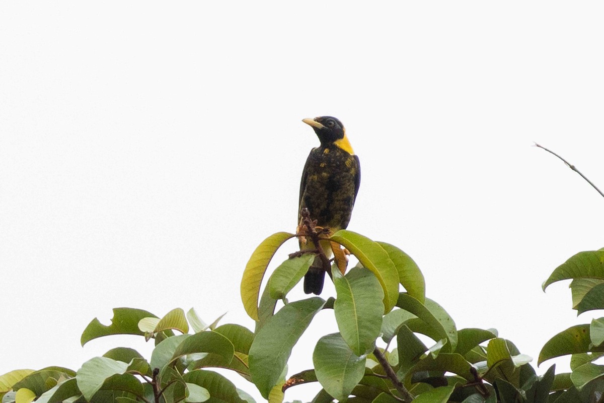 Golden Myna - ML640241131