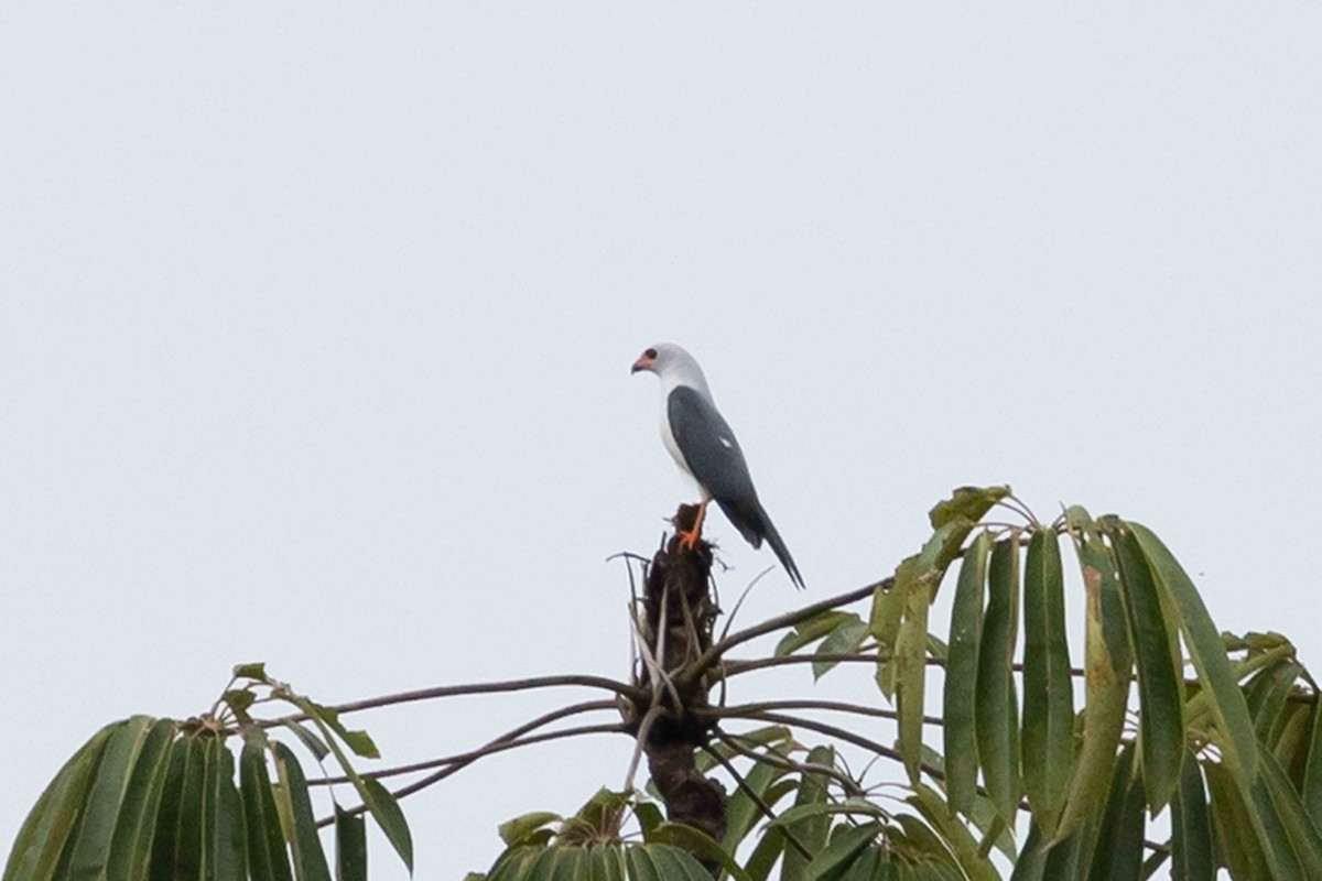 Gray-headed Goshawk - ML640241155