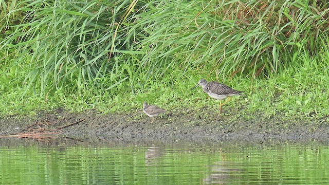 Greater Yellowlegs - ML640241159