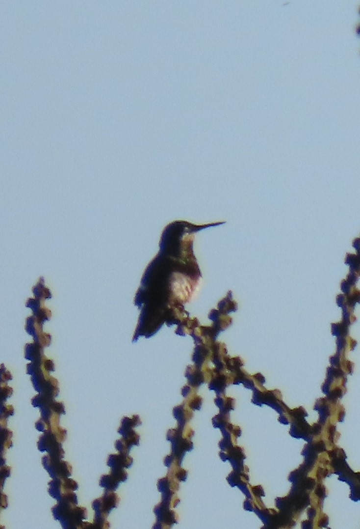 Black-bellied Thorntail - ML640241194