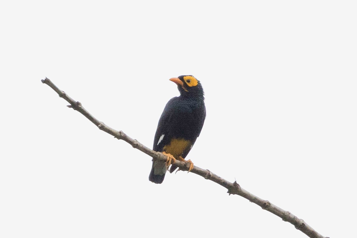 Yellow-faced Myna - ML640241206