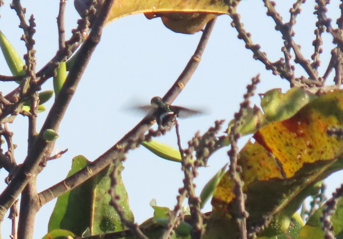 Black-bellied Thorntail - ML640241210